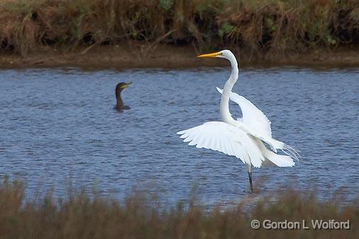 Great Egret Landing_35306.jpg - Double-crested Cormorant (Phalacrocorax auritus)Great Egret (Ardea alba)Photographed along the Gulf coast near Port Lavaca, Texas, USA. 